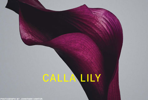 Biomimicry: Design Inspirations from Nature