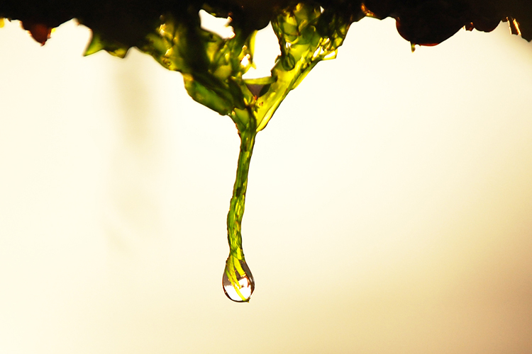 Algae-Inspirations
