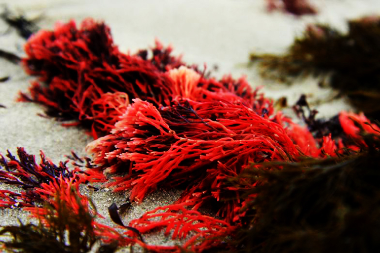 Algae-Example-2