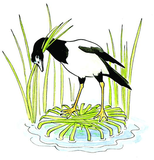 Magpie-Goose