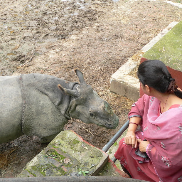 One-horned Rhino