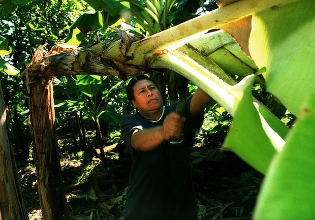 banana farmer