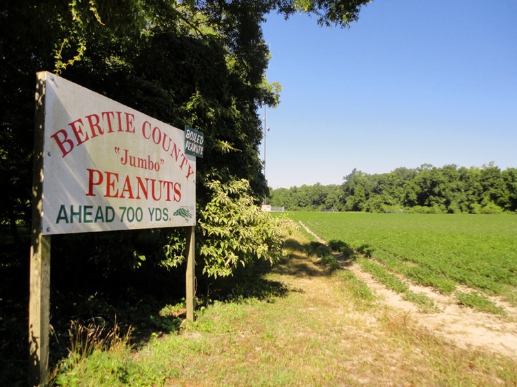 bertie county