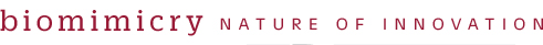 Biomimicry: Nature of Innovation