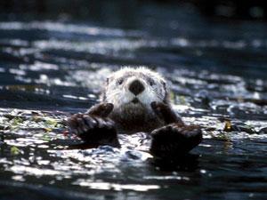 sea otter