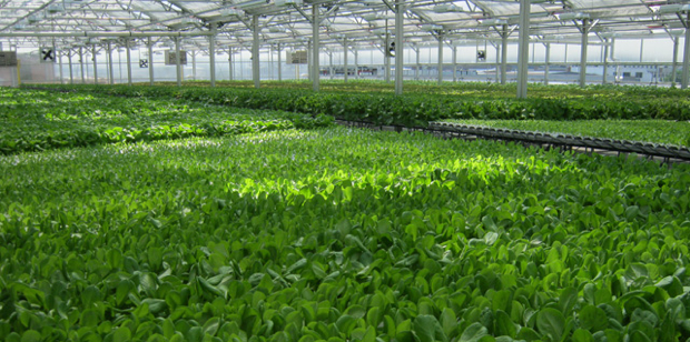 ... New High-Tech Rooftop Farm | Fast Company | Business + Innovation