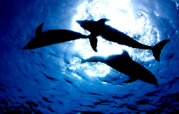 Dolphins swimming