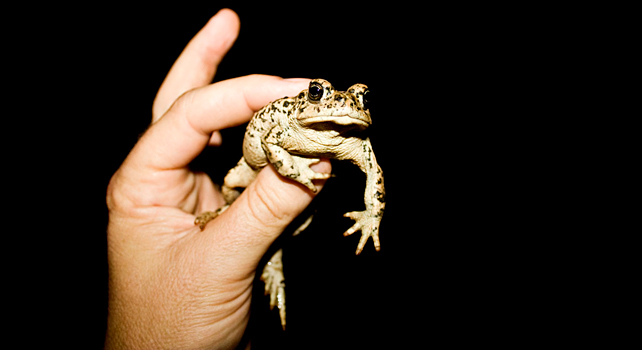 http://images.fastcompany.com/upload/inline-kiss-a-lot-of-frogs-small-bets.jpg