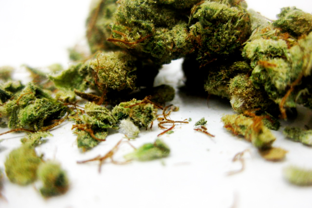 Pictures Of Weed Buds. marijuana buds