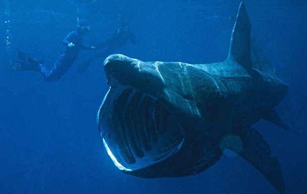 megamouth-shark.jpg