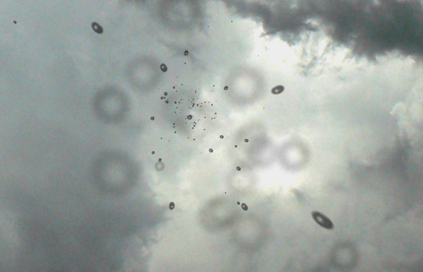 Strange Rain No Words