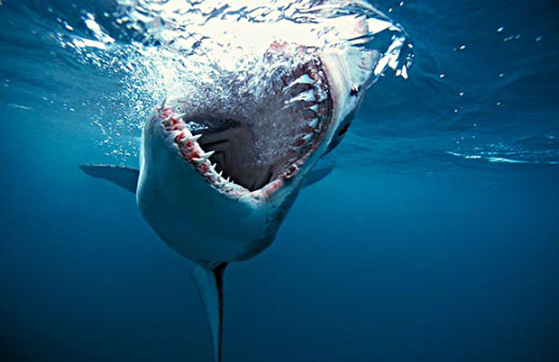 Scary Sharks Pictures