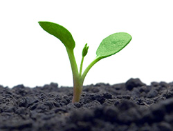 sprout