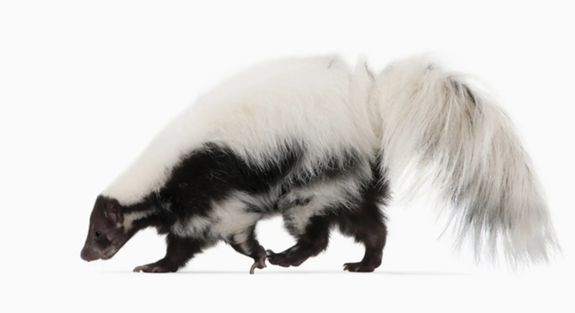 The Rules Of Successful Skunk Works Projects Fast Company