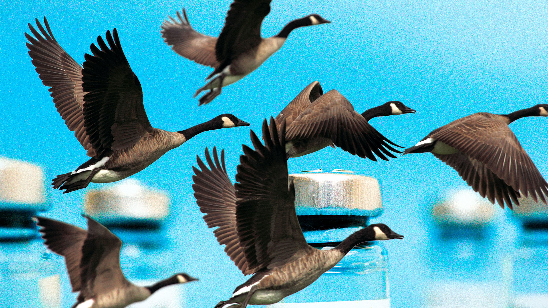 Seasonal Flu Vaccine Unexpected Bird Flu Immunity New Ferret Research - bfsctvk