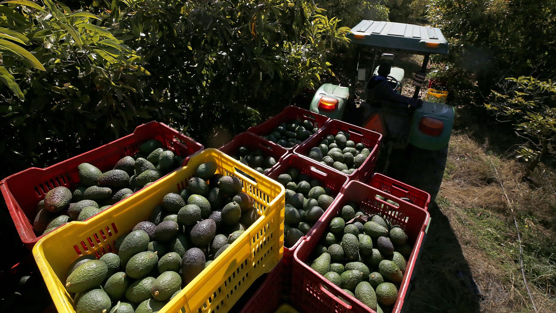 ARE AVOCADOS NATIVE TO MEXICO visual data 8