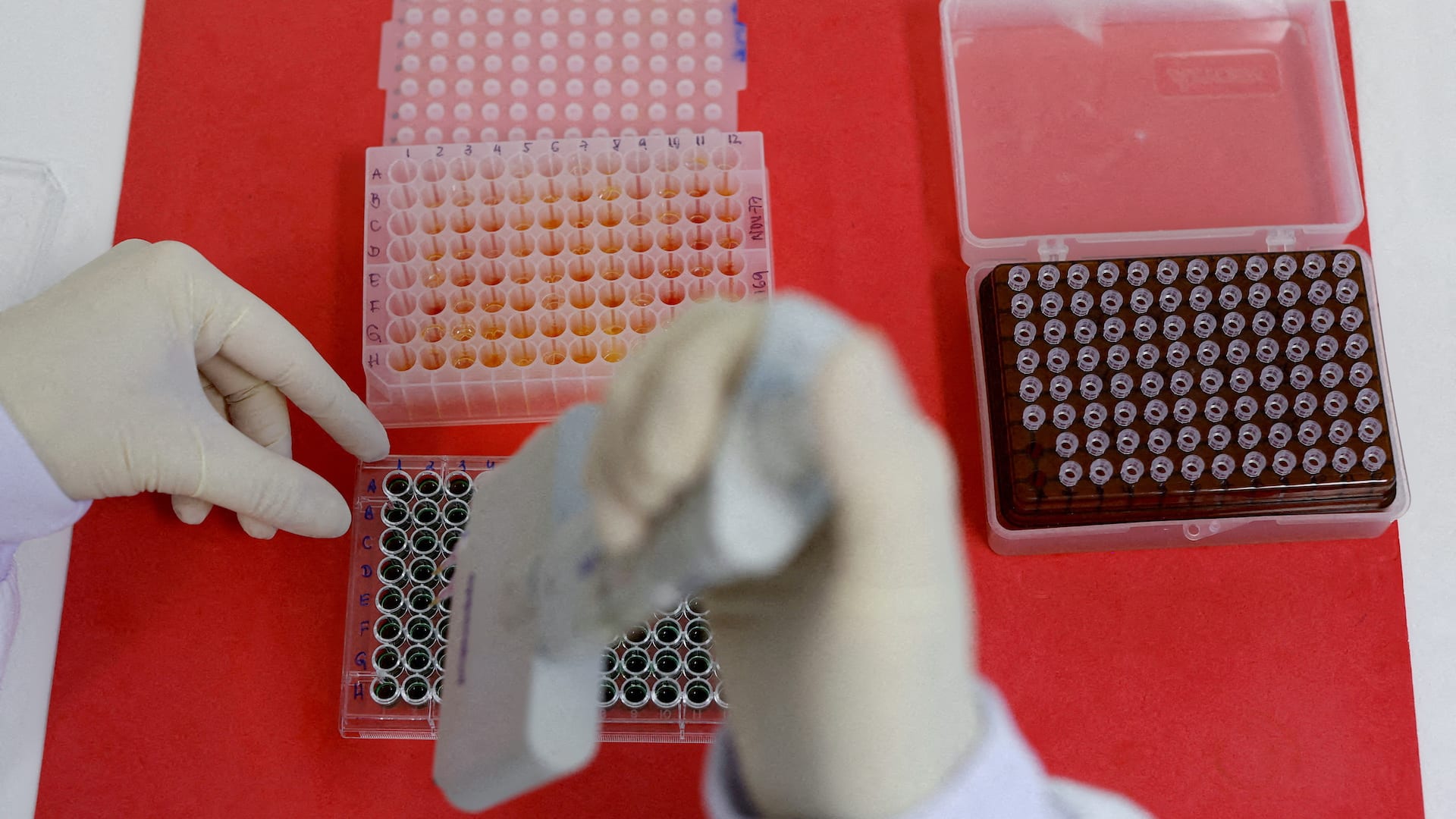 Will bird flu the next pandemic? Fast Company