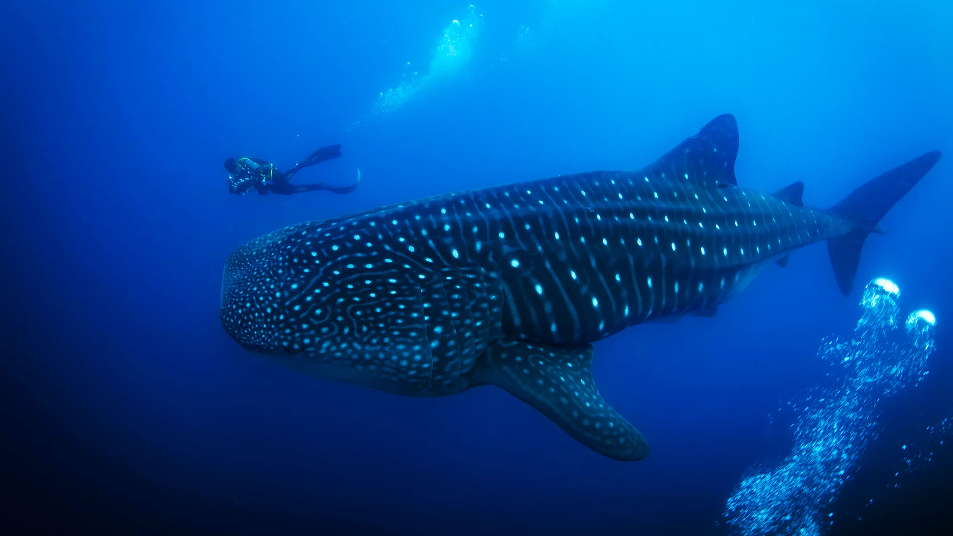 Warming oceans, feral animals, and microplastics are threatening the Galapagos Islands