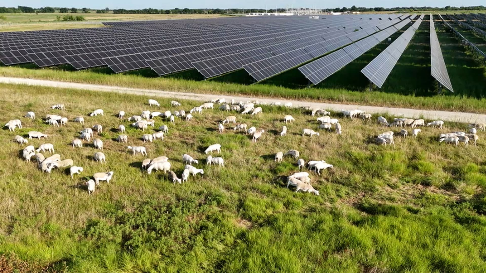 At these Texas solar farms, 6,000 sheep help mow the grass – Fast Company