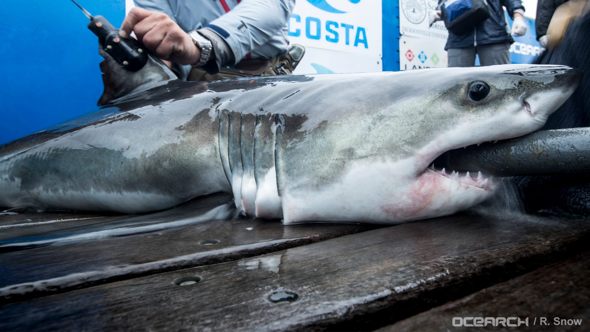 Meet The Team Willingly Going Head-To-Head With Sharks For Research
