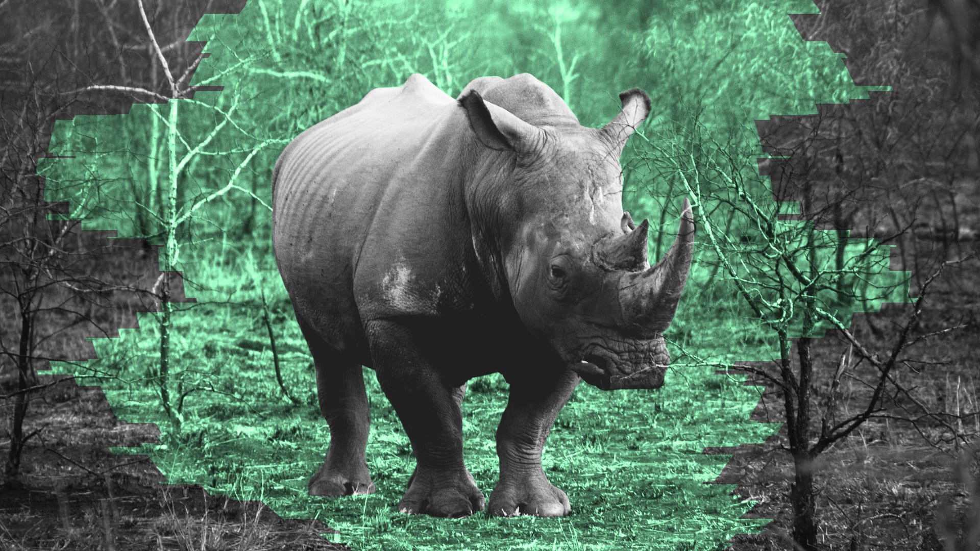 Endangered rhinos are now being protected by powerful data analytics