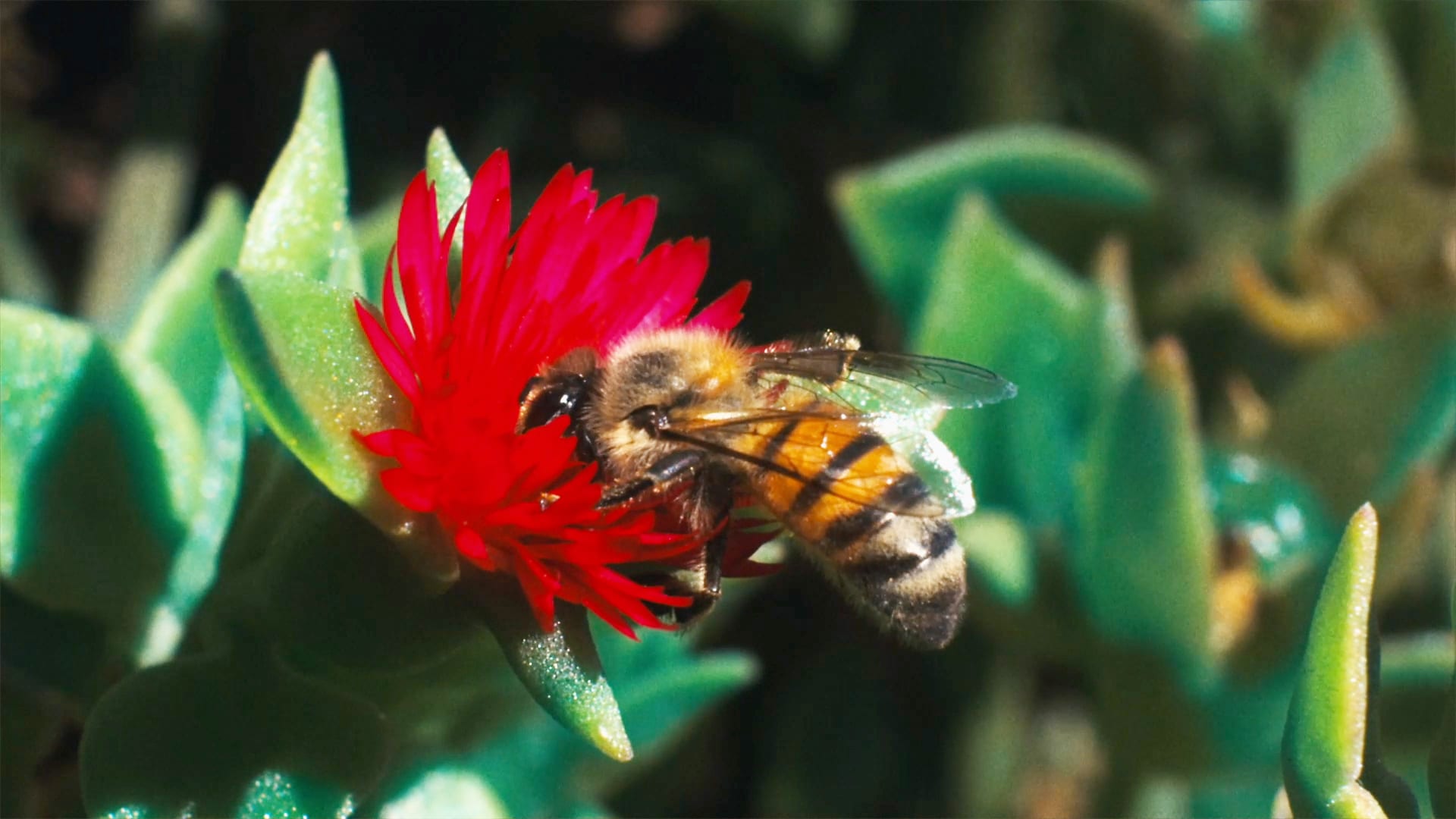 How your porn addiction can help save the bees