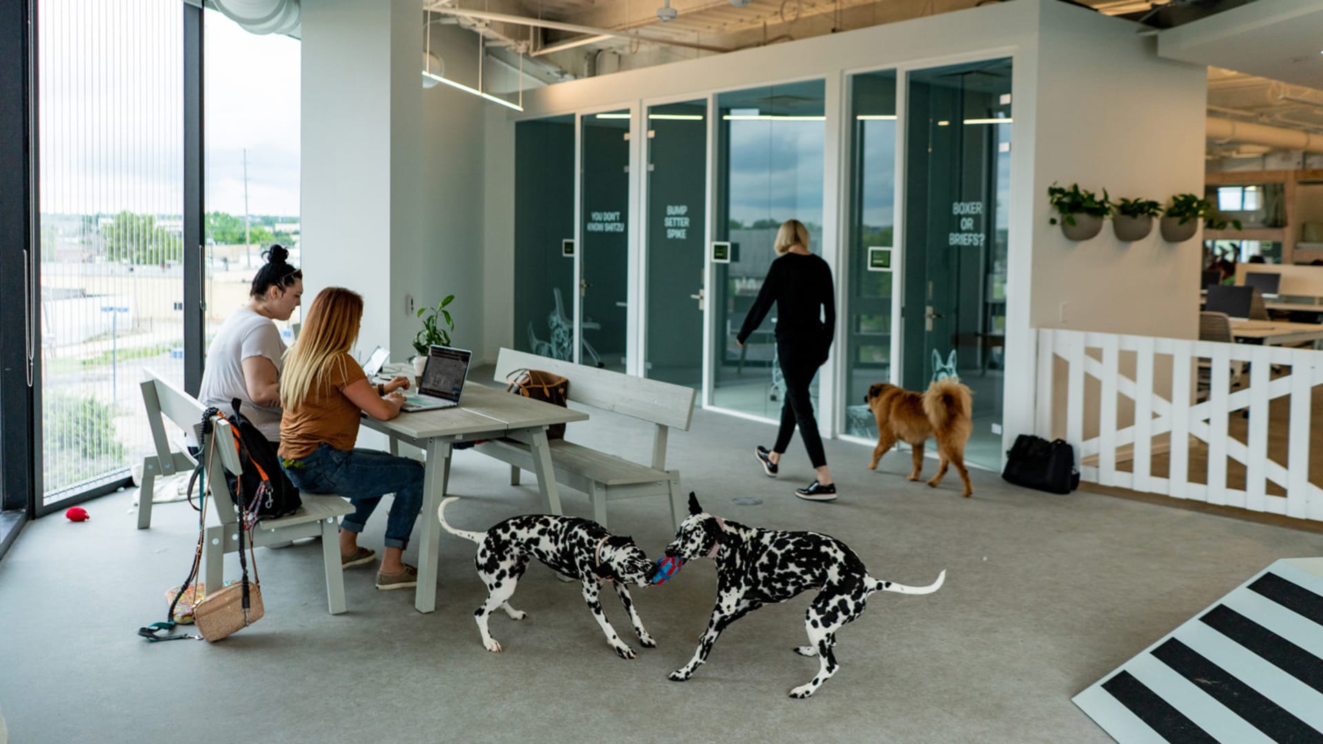 This is the most dog-friendly office ever