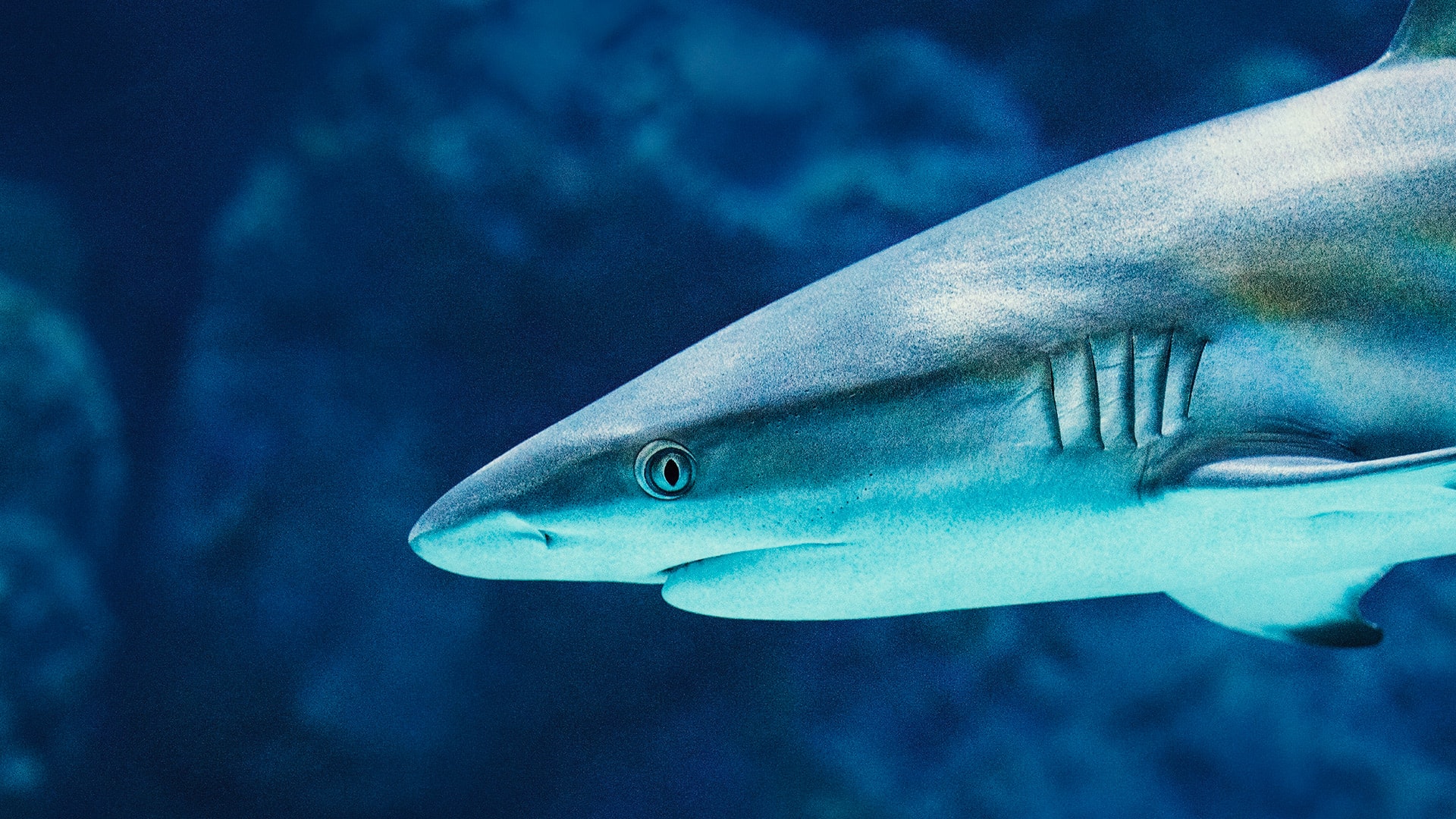 How to watch Shark Week 2019 live without cable