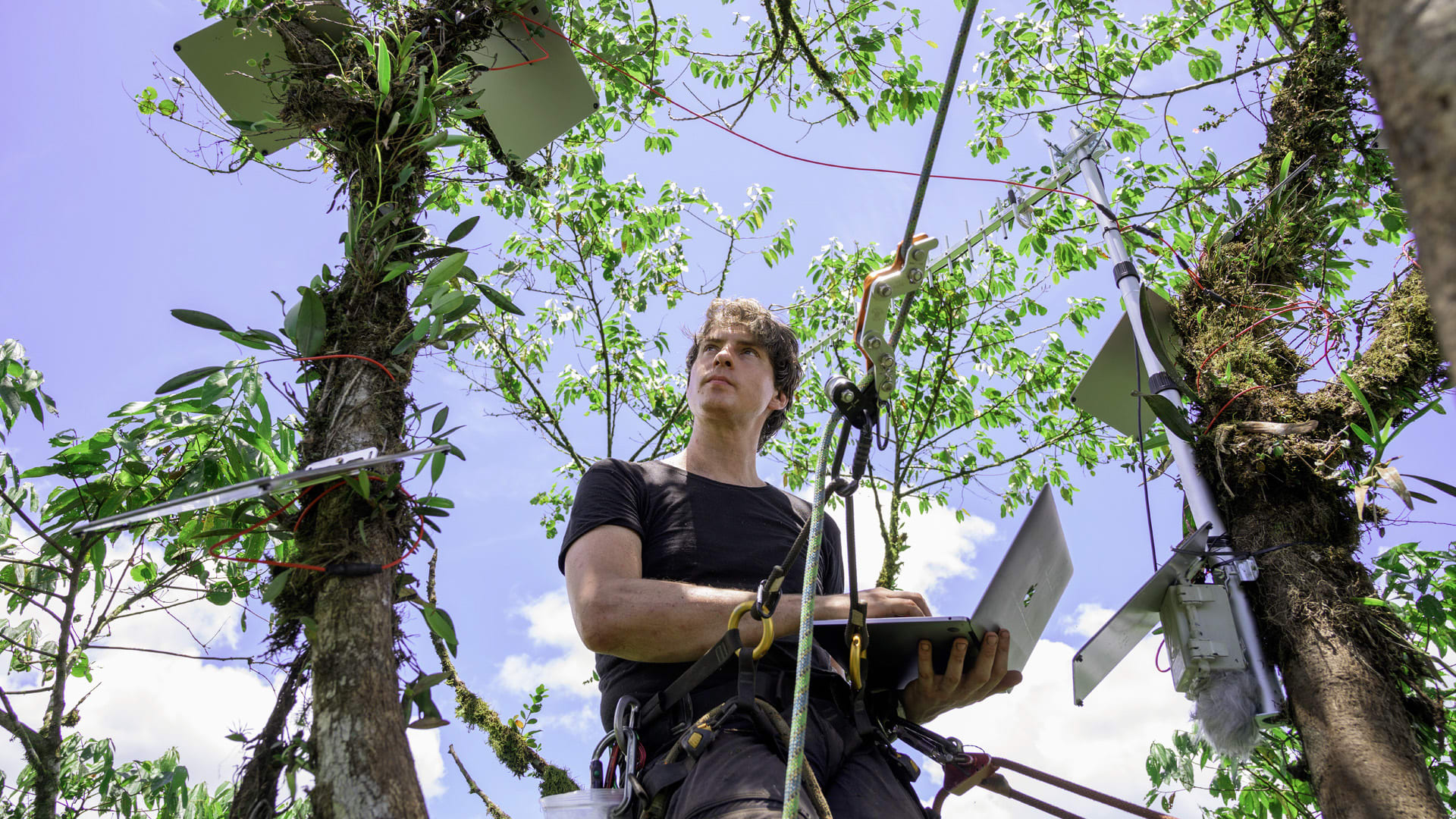 This network of microphones listens for the chainsaws of illegal loggers in the rain forest