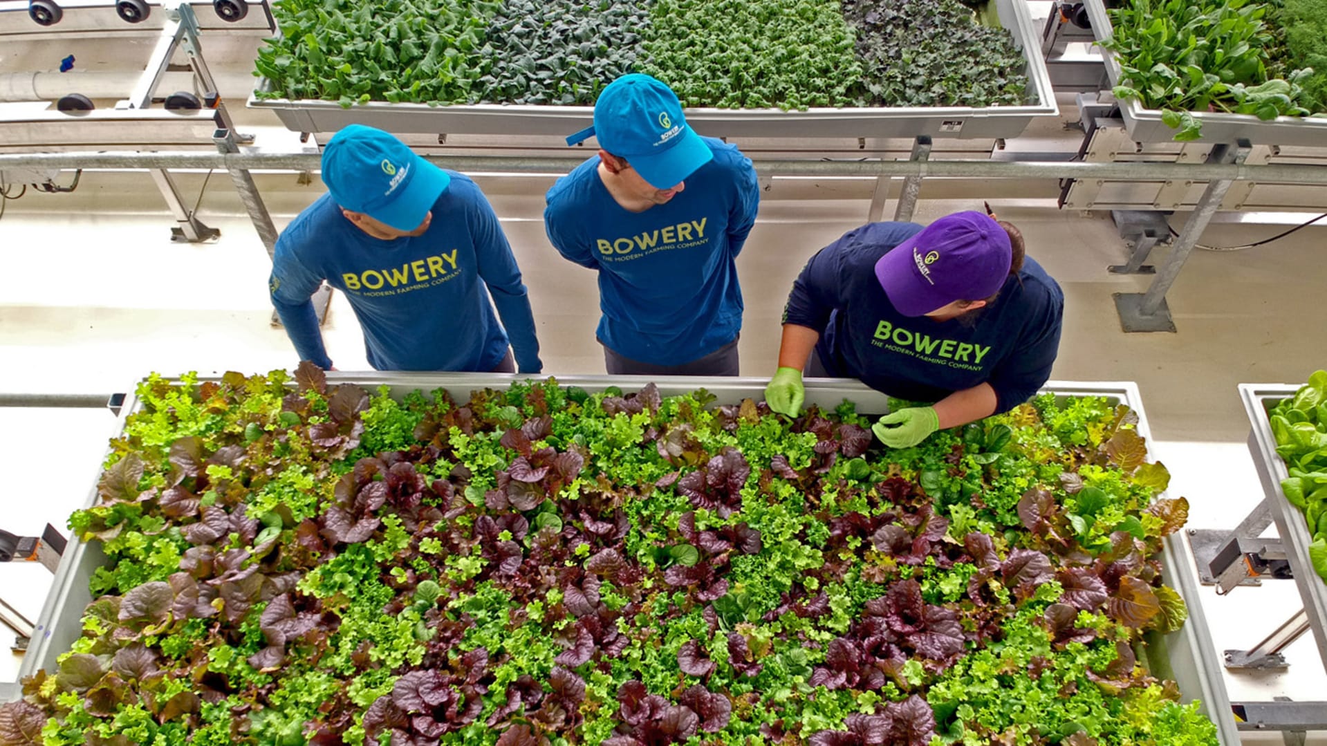 This Google Ventures-backed indoor farming startup just opened its biggest farm yet