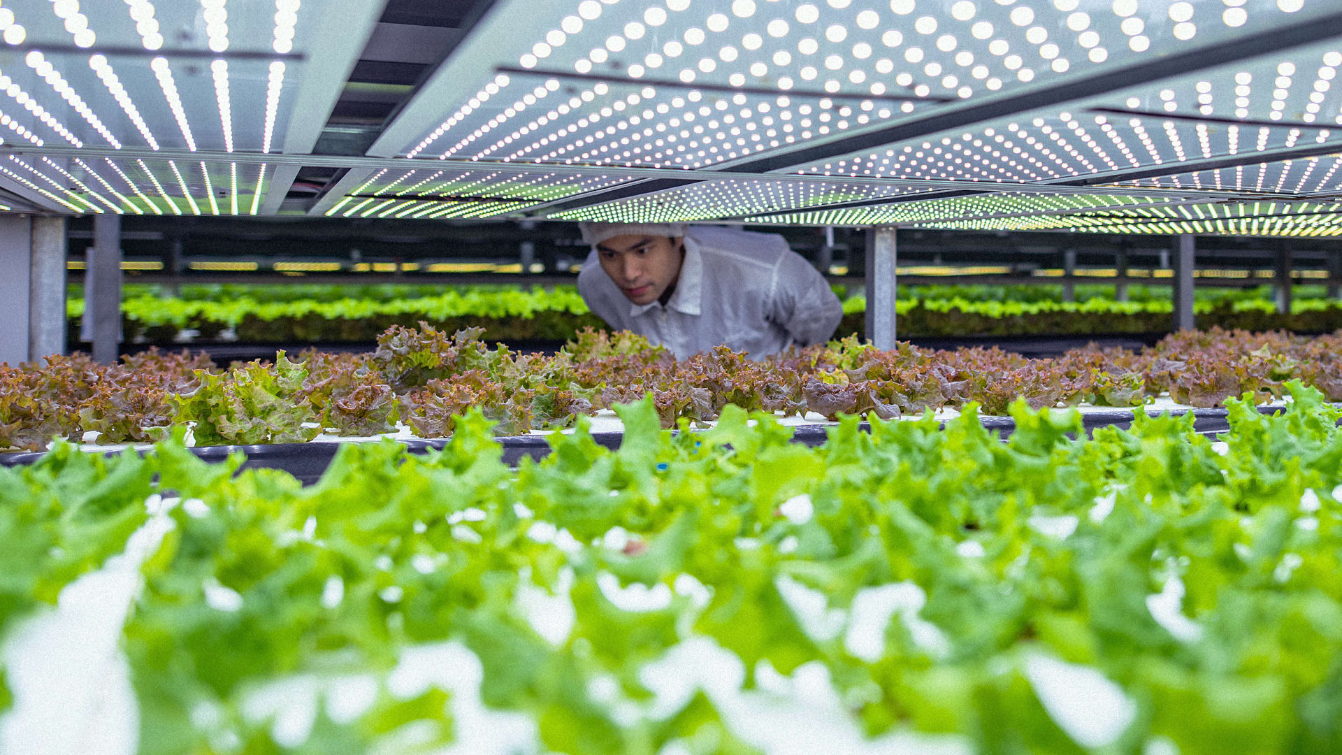 Why the World Wildlife Fund is trying to spark an indoor farming revolution