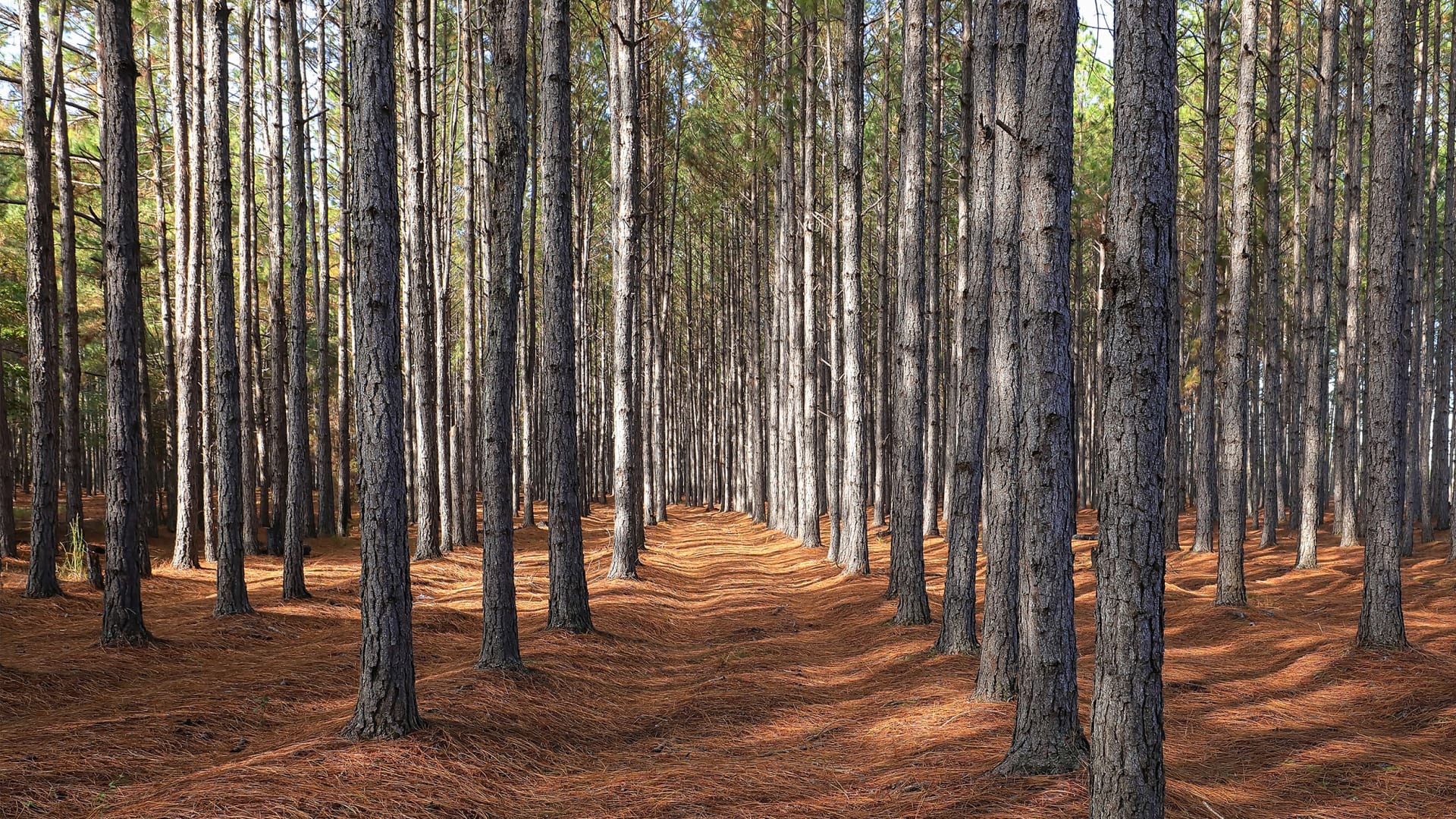 Why Ikea just bought an 11,000-acre forest in Georgia