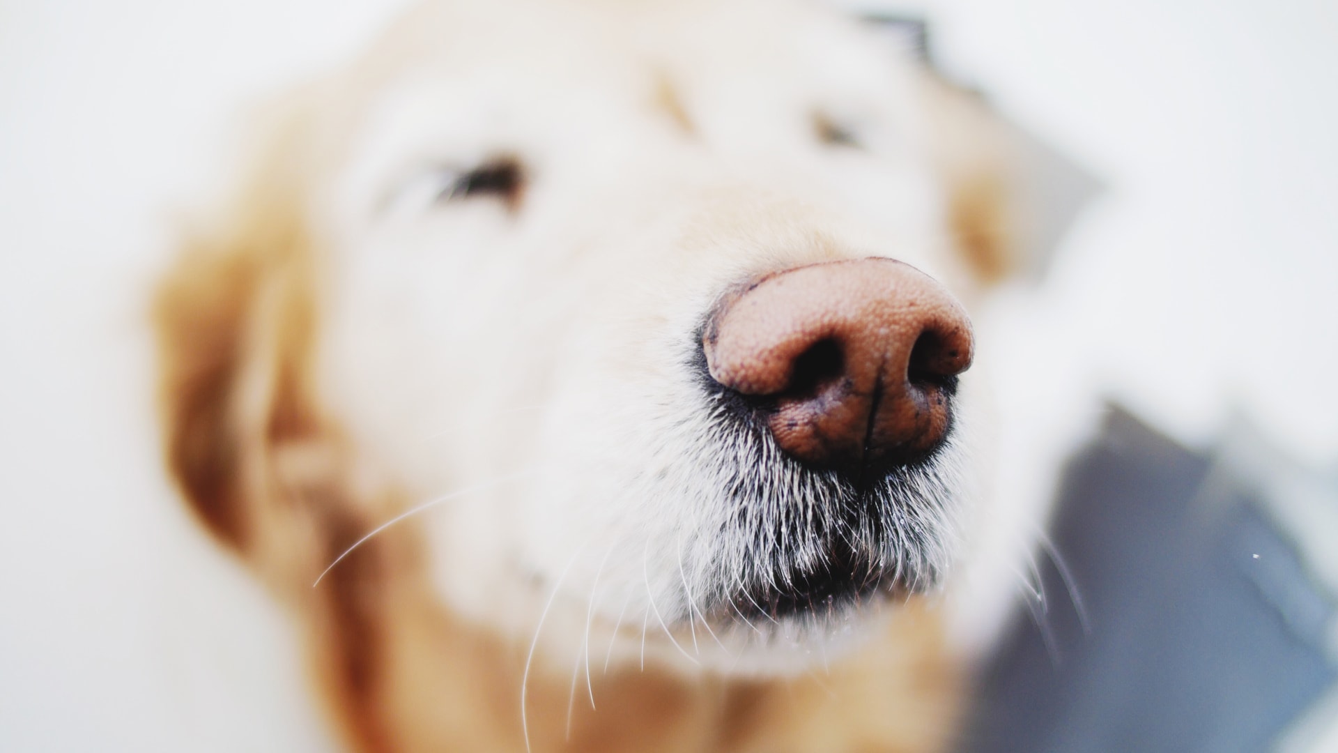 Scientists want your smartphone to sniff out cancer—just like a dog