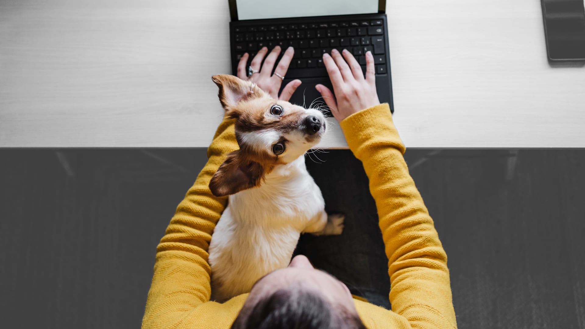 Looking to battle remote work isolation? Get a dog