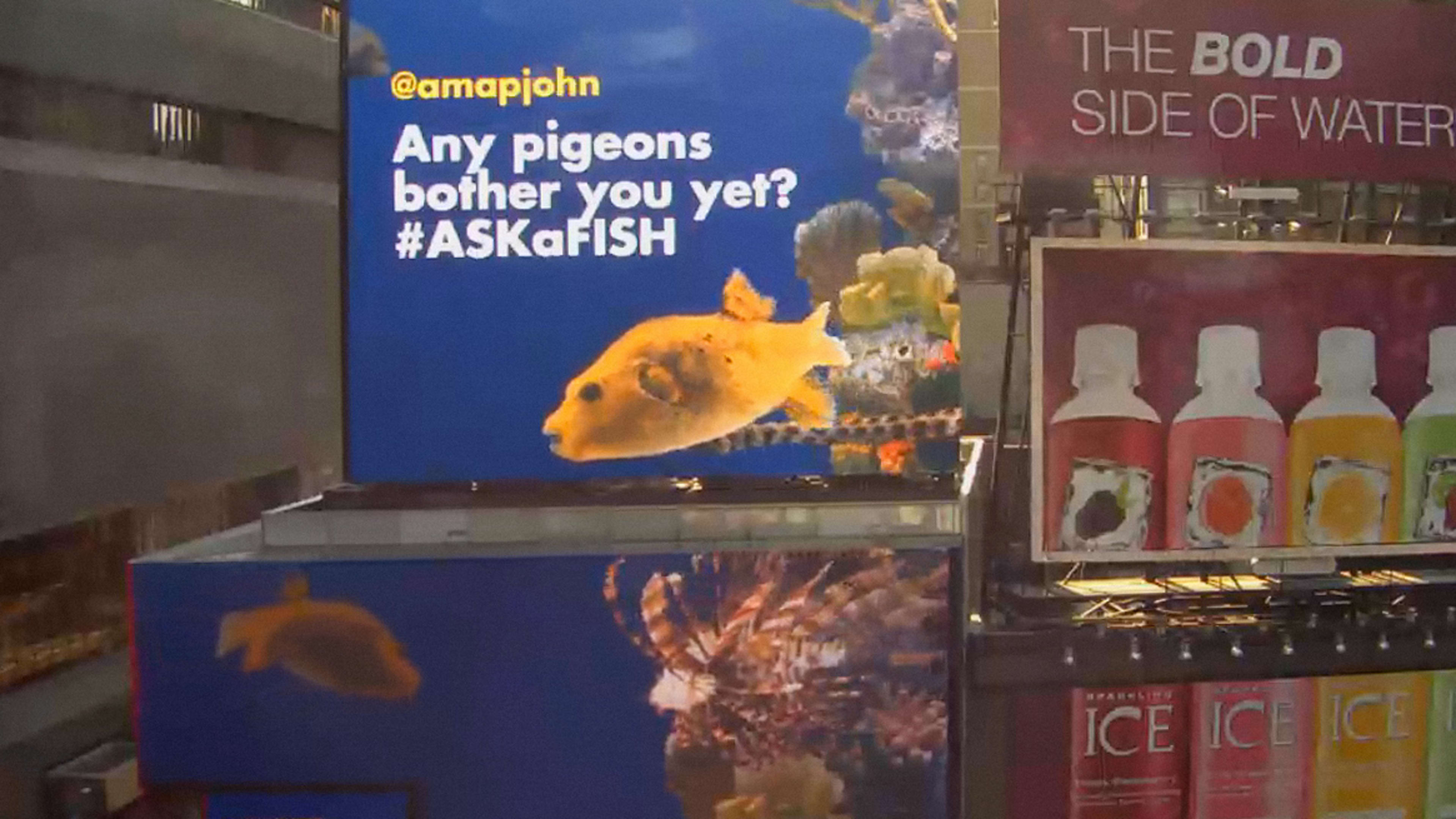 Follow A Fish With The Fish Tank Kings' Digital Aquarium Fast Company