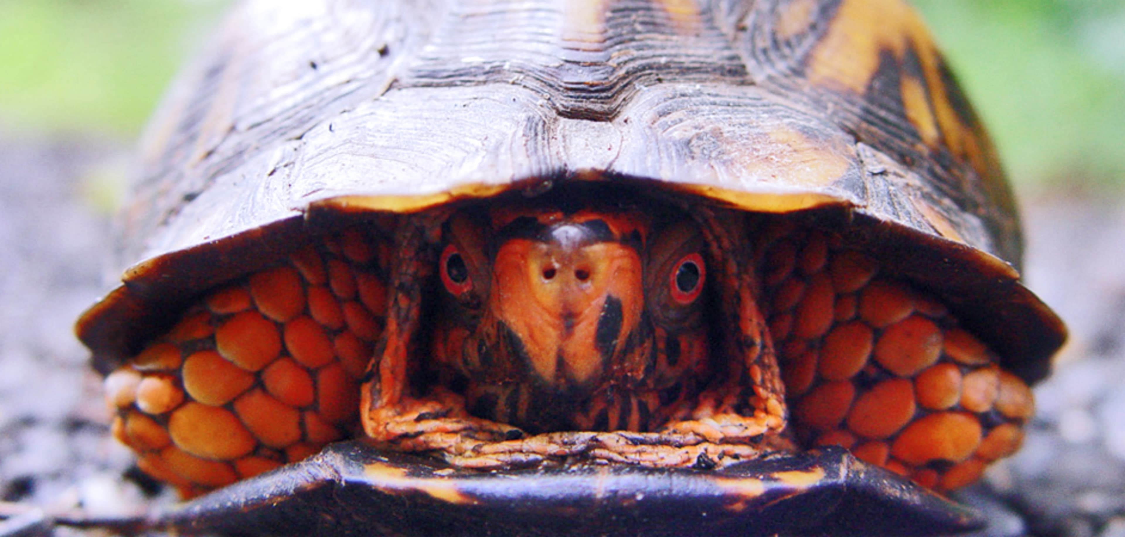 How Treating Your Employees Like Turtles Can Smother Innovation - Fast ...