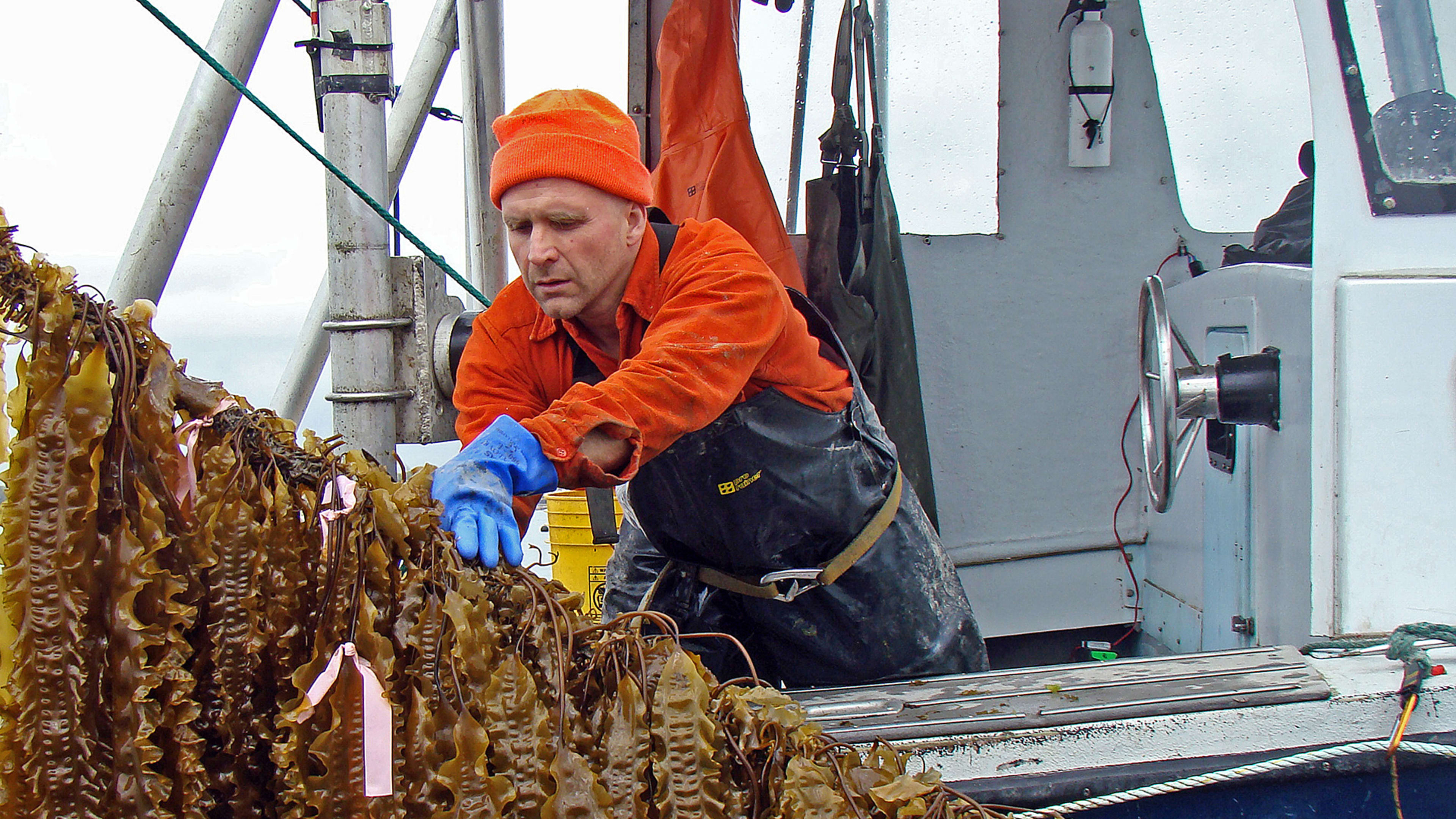 Vertical Seaweed Gardens Are The New Way To Feed Ourselves From The Overfished Oceans
