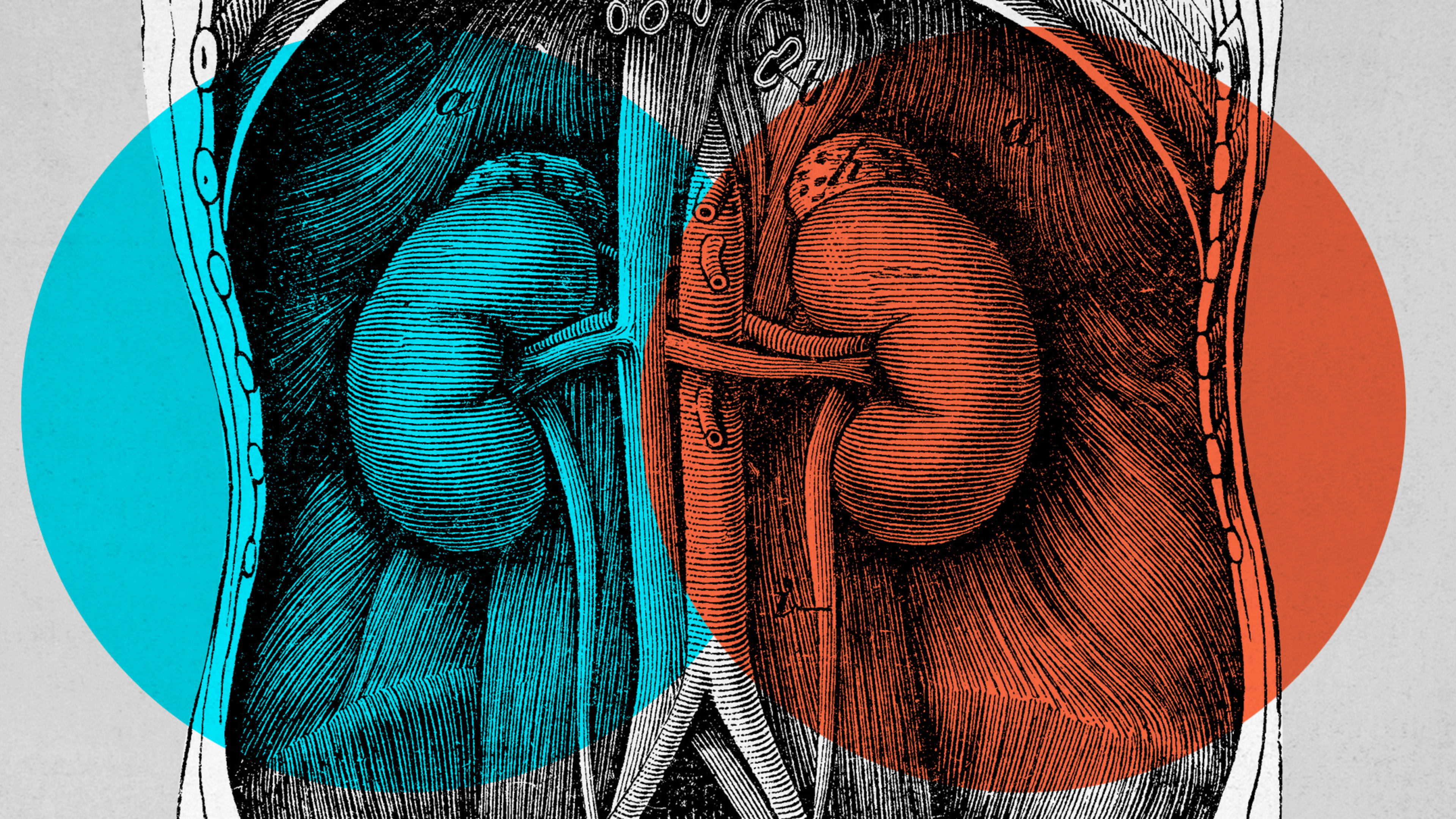 Спасут почку. Люди с почечной недостаточностью. Почки картинки. Здоровье почек. Спасут почку.