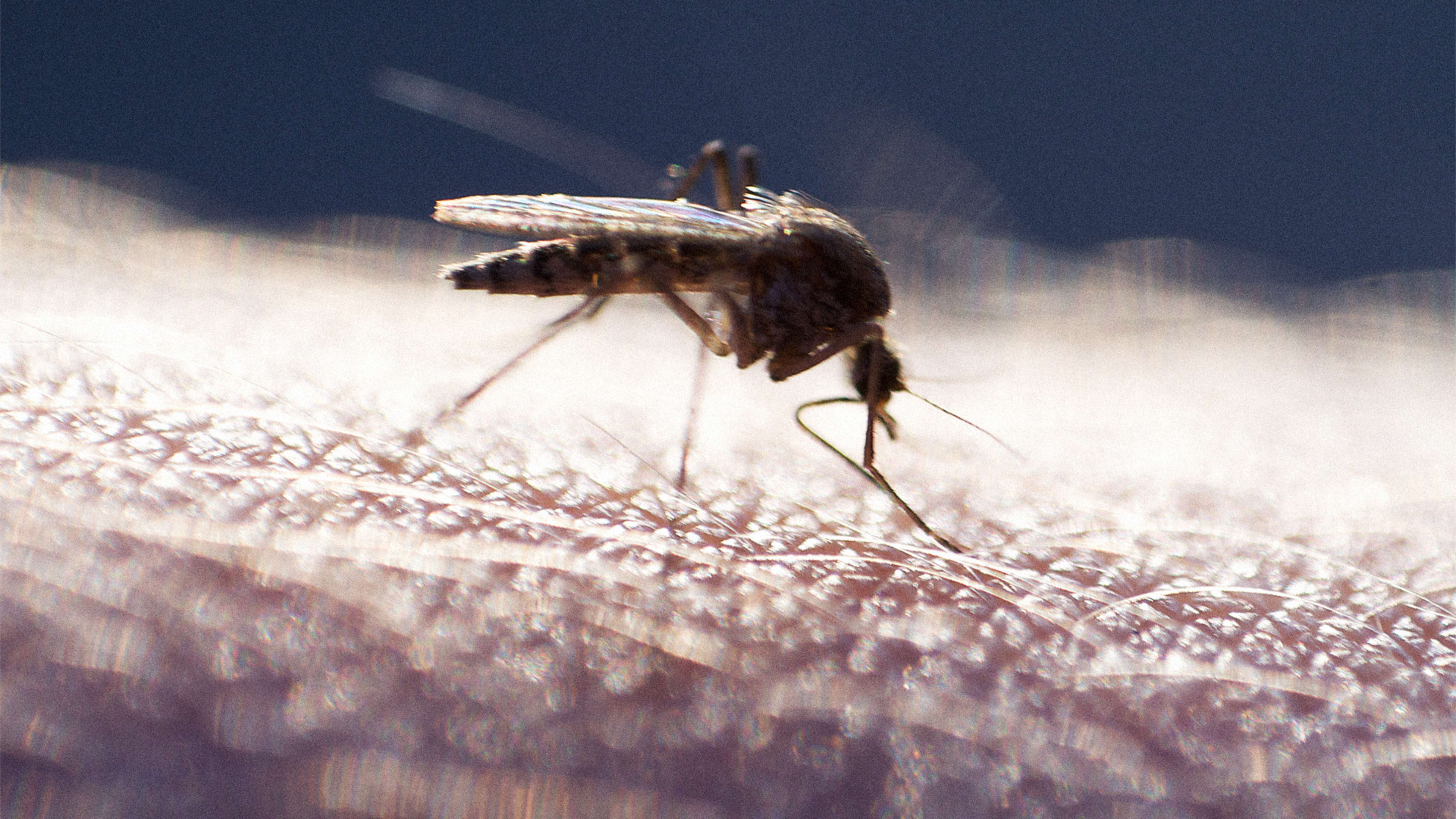 Malaria Uses A Dirty Trick To Make Us More Attractive To Mosquitoes