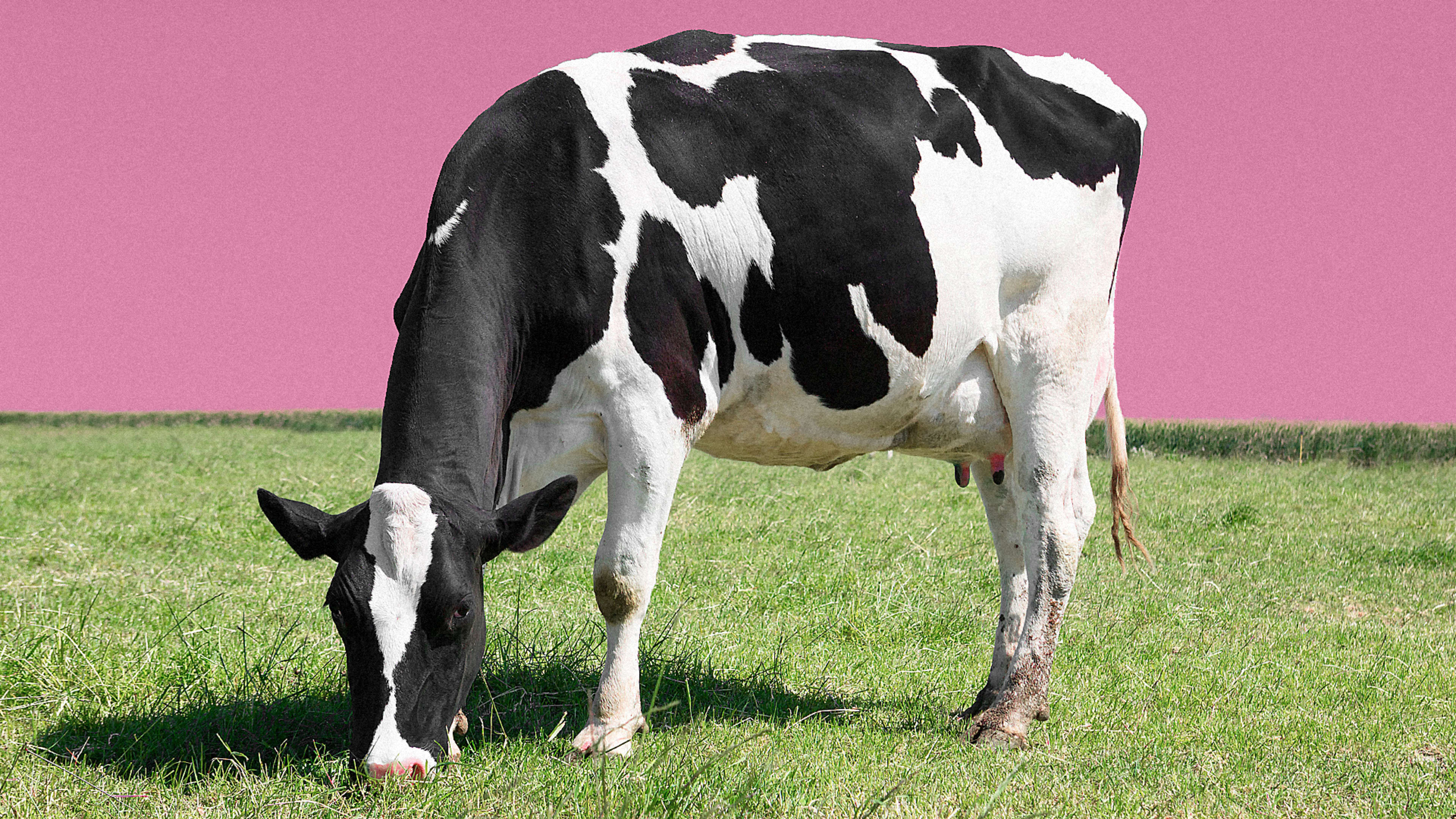 The Dairy Of The Future Is A Sustainable Closed Loop Powered By Cow Poop