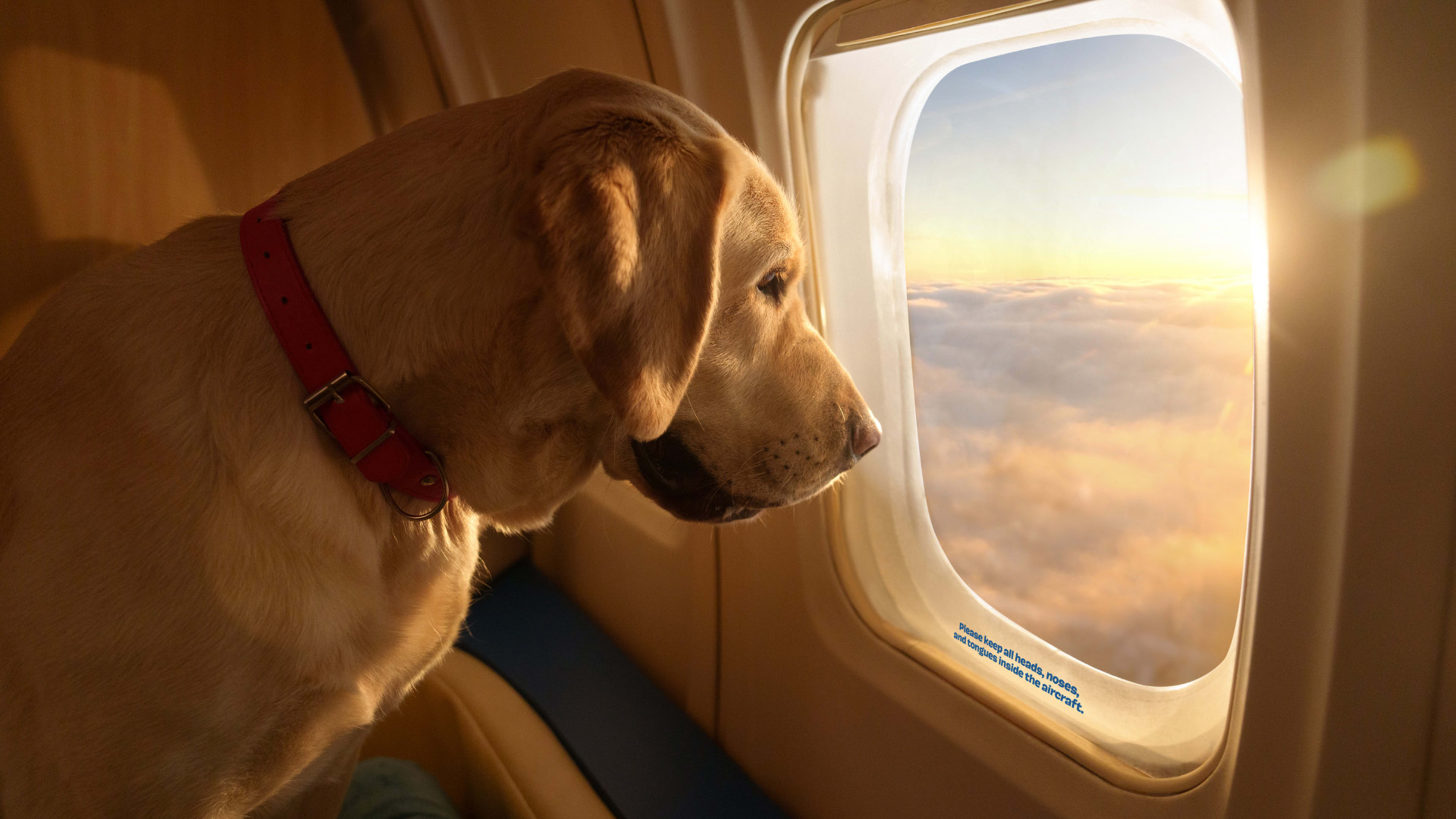 Bark’s new luxury airline gives dogs a first-class flight experience