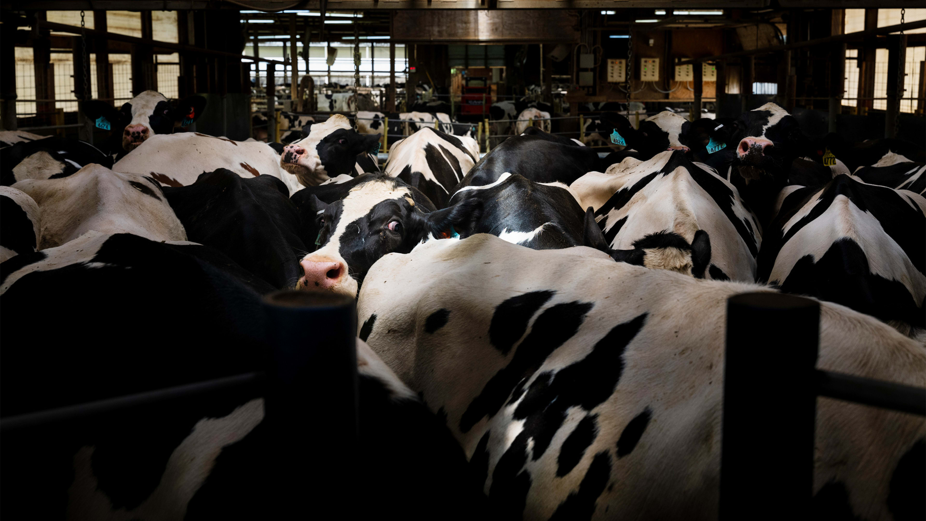 Bird flu infects third U.S. dairy worker - Fast Company