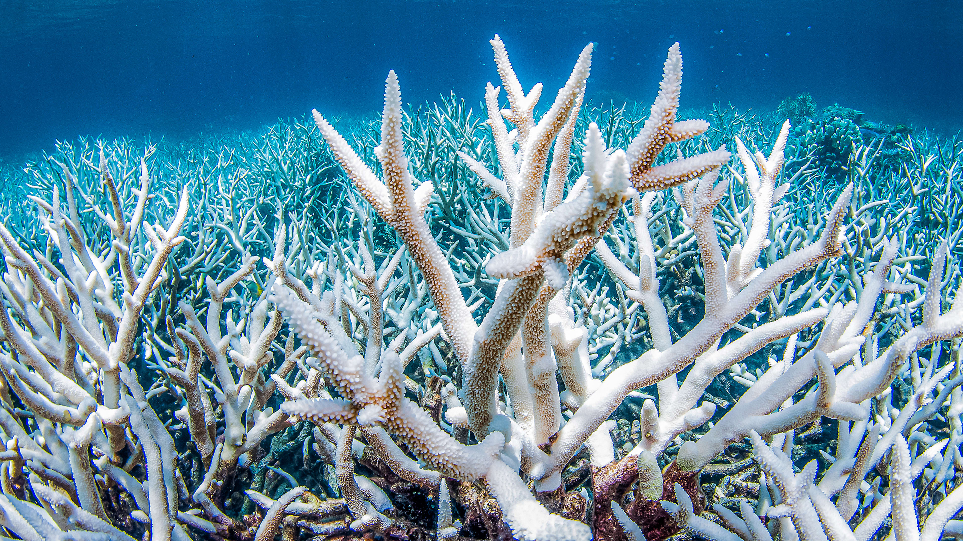 A mass coral bleaching is underway. Here’s how machine learning can help