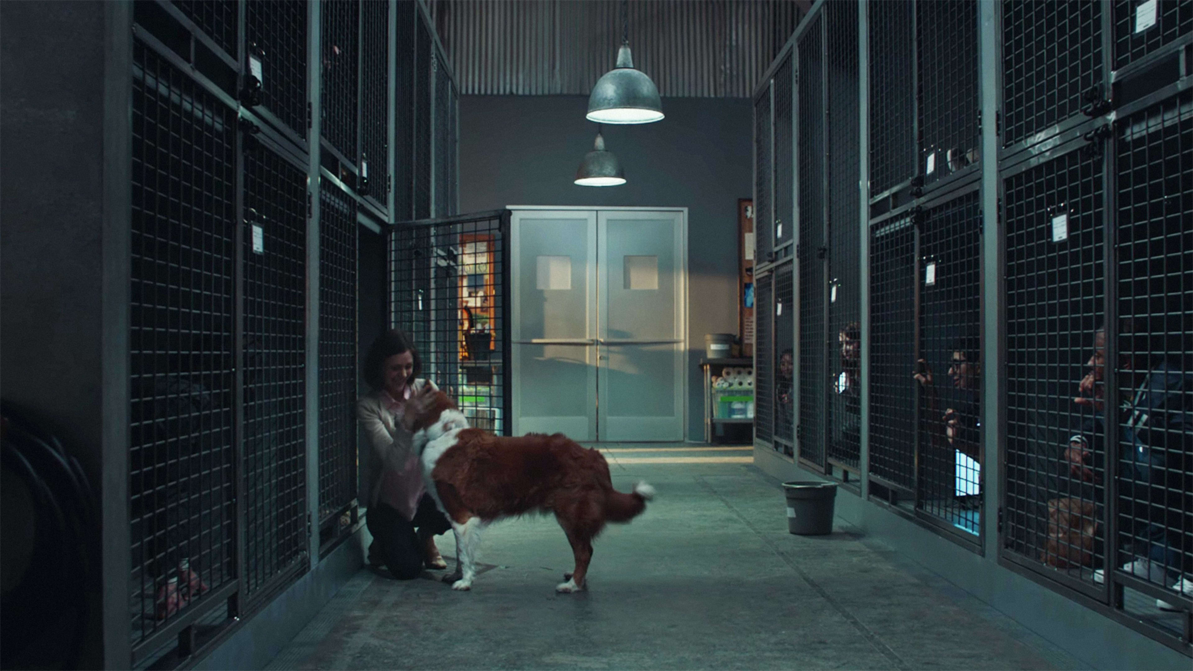 Would You Get Picked? New Pedigree Ad Turns The Tables On Dog Adoption