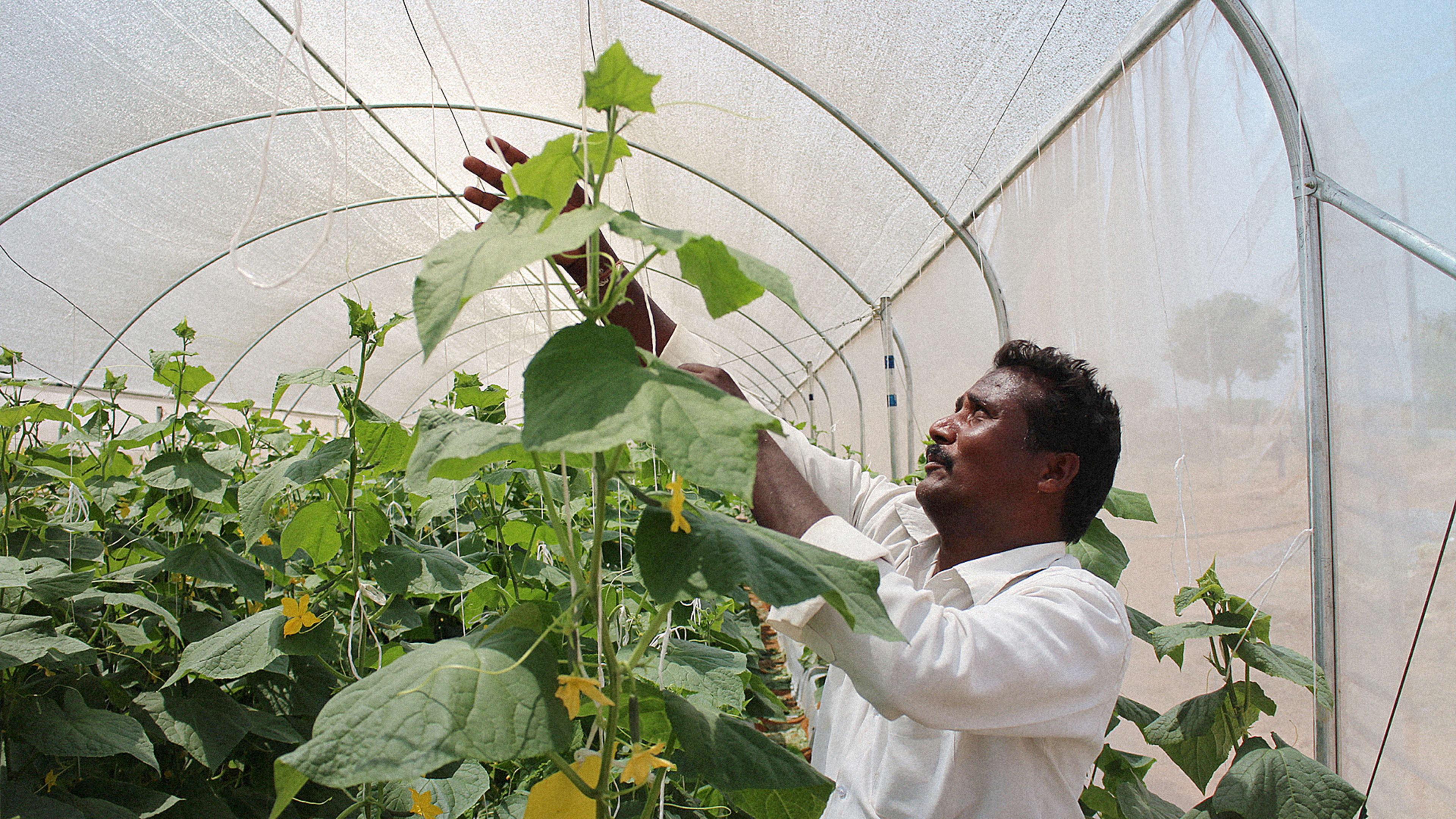 This Low-Cost Greenhouse Is Designed To Help The Poorest Farmers