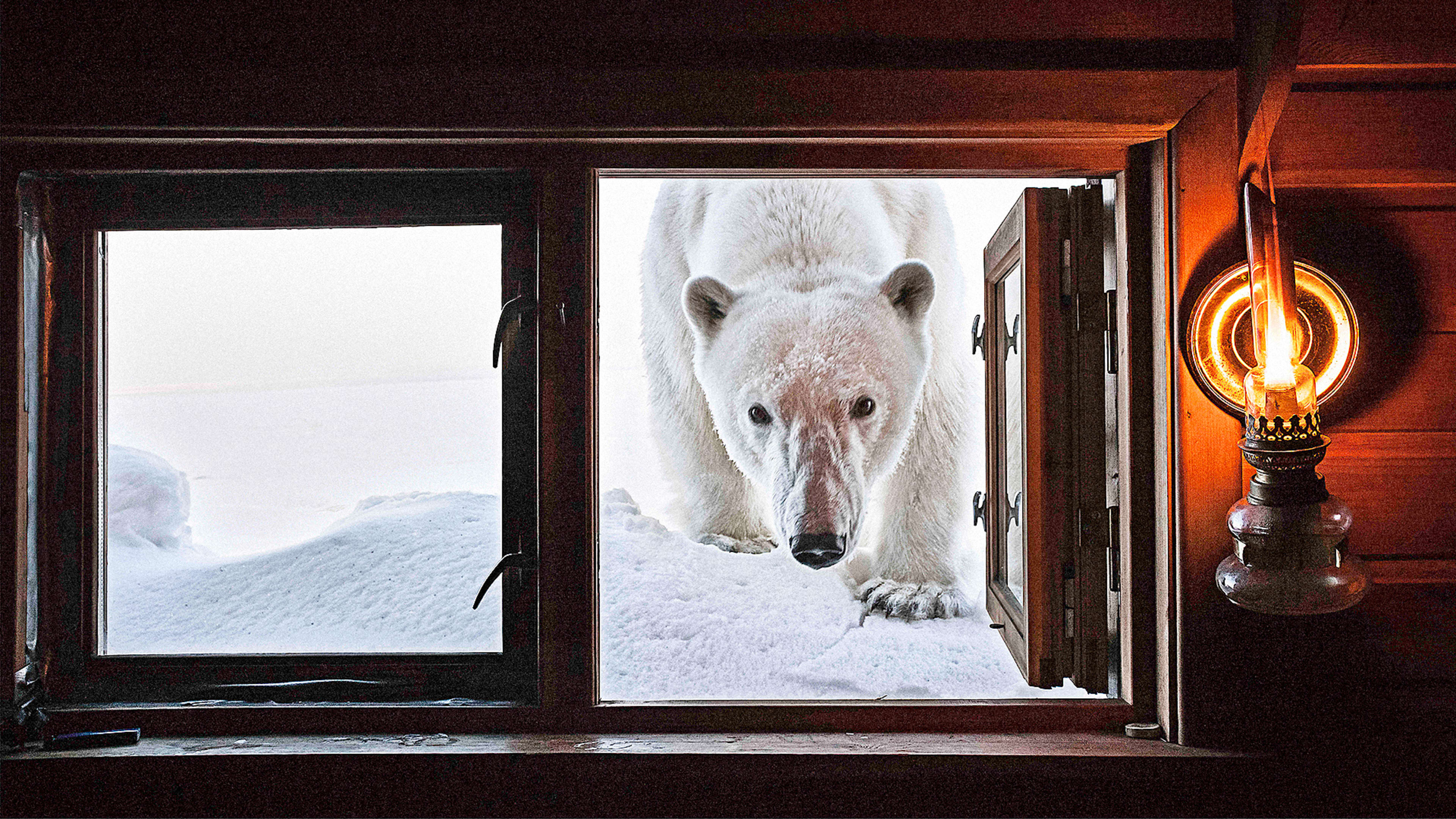 Capturing The Beauty Of Ice, Polar Bears, And Penguins–Before They Are Gone Forever