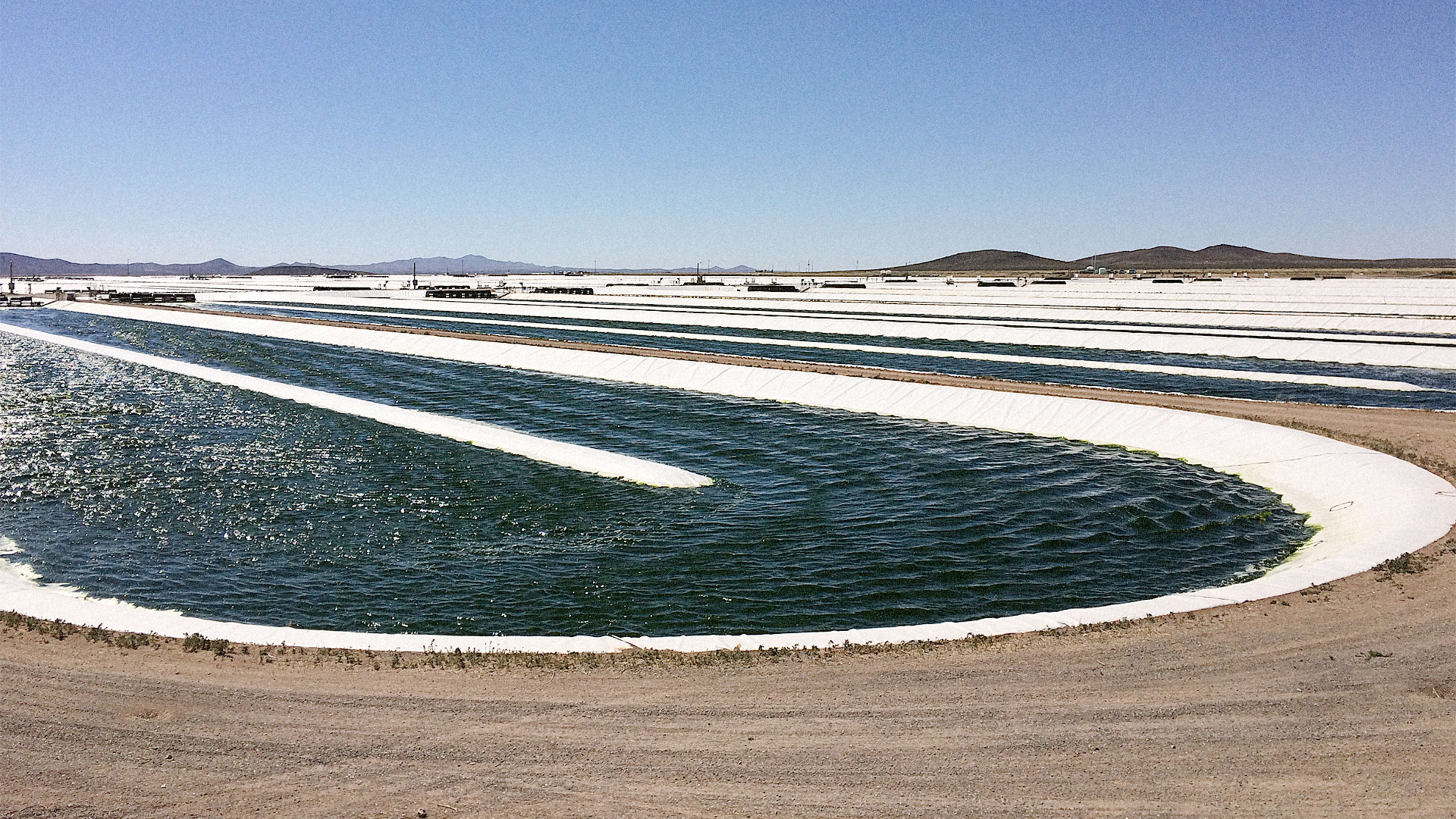 The Supplement Industry Is Devastating The Environment–Can Algae Fix It?