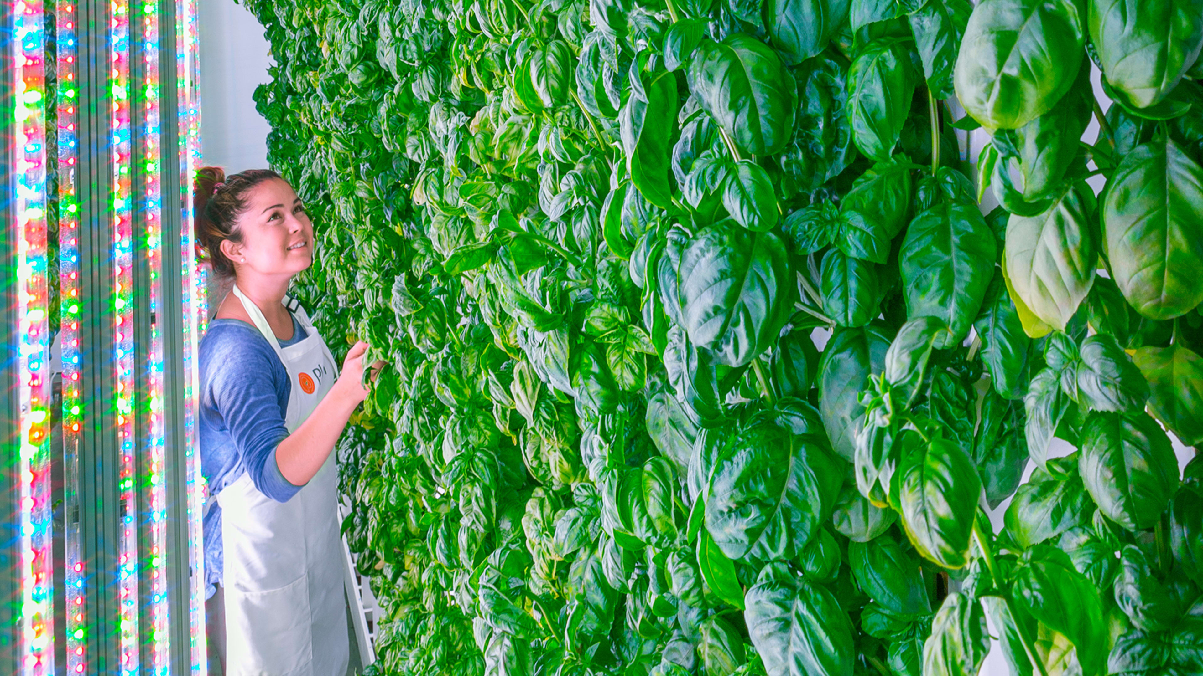Has This Silicon Valley Startup Finally Nailed The Indoor Farming Model?