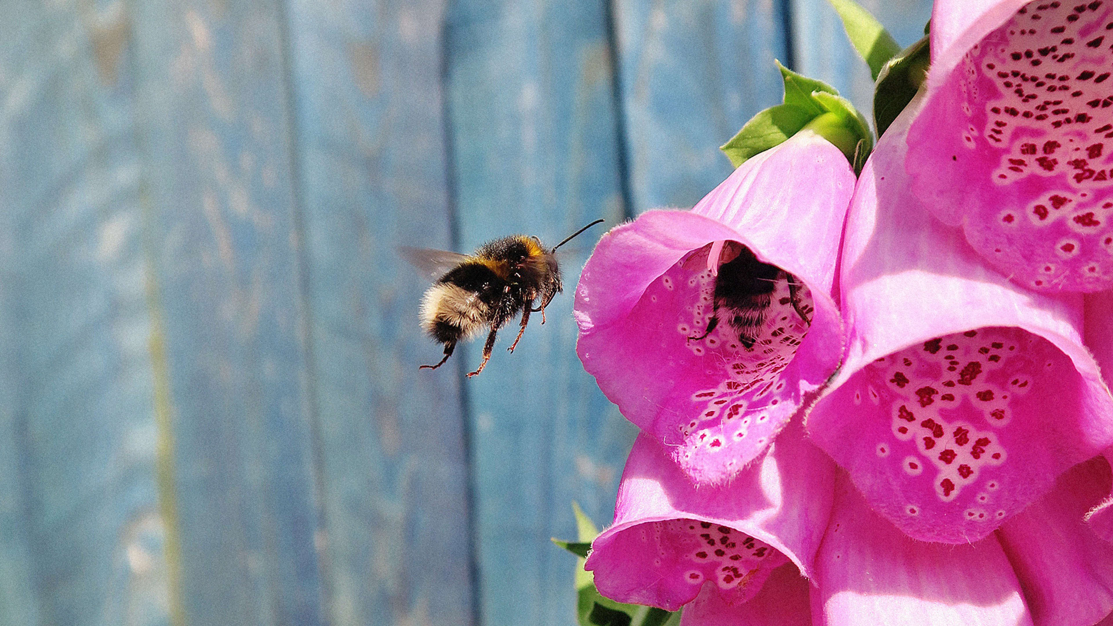 Scientists Want To Track The Nation’s Buzzes To Monitor The State Of Our Bees