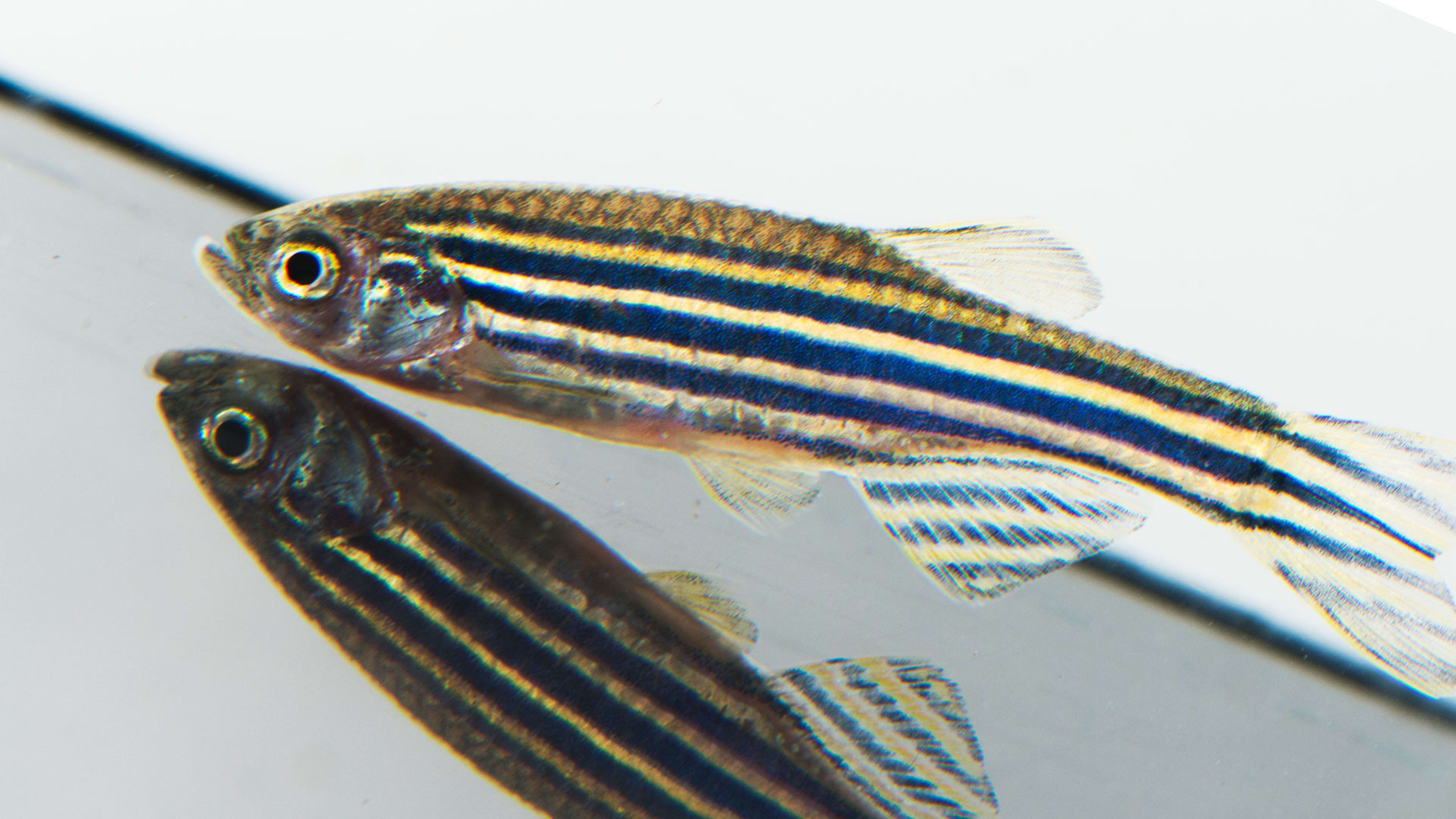 To Find A Cure For Blindness, These Scientists Are Mimicking Fish Eyes